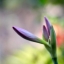 CARL ZEISS JENA Q1 SONNAR 135MM.F4 EXAKTAR MOUNT
