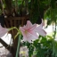 MINOLTA AF ZOOM 35-105MM. F3.5(22)-4.5 SONY A MOUNT