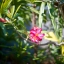 YASHICA YASHINON-DX 45MM.F1.7 MODIFLY E MOUNT