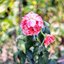 PENTACON AUTO 29MM.F2.8 MULTI COATING M42 MOUNT