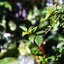 YASHICA COLOR-YASHINON DX 40MM.F1.7 MODIFILD M39 MOUNT