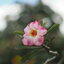 SMC PENTAX-M 50MM.F2 PK MOUNT