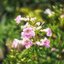 KINO-SANKYO 38MM.F1.4 MODIFIED M4/3 MOUNT