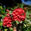 NIKON NIKKOR 35MM.F2.8 AI MOUNT