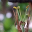 PANASONIC WIDE CONVERSION LENS 49 MM