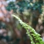 NIKON ZOOM NIKKOR 35-105MM.F3.5-4.5 AIS MOUNT