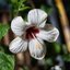 SMC PENTAX-M ZOOM 40-80MM.F2.8-4 MACRO PK MOUNT