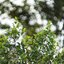 PORST COLOR REFLEX AUTO 55MM.F1.4 M42 MOUNT