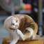 CANON LENS FL 50MM.F1.4 II