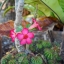 PENTACON AUTO 29MM.F2.8 MC M42 MOUNT