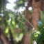 YASHICA YASHINON-DX 45MM.F1.4 MODIFLY NEX MOUNT