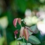 PENTACON PRAKTICA 50MM.F1.8MC PB MOUNT
