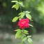 YASHICA AUTO YASHINON-DX 50MM.F1.4 M42 MOUNT