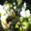 CANON LENS FD 50MM.F1.4 S.S.C FD MOUNT