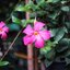 YASHICA YASHINON 32MM.F1.7 MODIFIED SONY E MOUNT