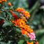 MINOLTA AF 50MM.F2.8(32)MACRO AF MOUNT