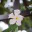 Olympus G.Zuiko Auto-S 40mm. F1.4 Pen F Mount