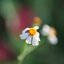 SMC PENTAX FA MACRO 100MM.F2.8 PK MOUNT