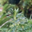 SIGMA ZOOM-MASTER 35-70MM.F2.8-4 MULTI COATED MACRO OM MOUNT