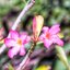 KONISHIROKU HEXAR 75MM.F4.5 MODIFIED M42 MOUNT