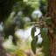 AUTO REVUENON 55MM.F1.4 M42 MOUNT