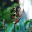 MINOLTA MD ROKKOR-X 45MM.F2