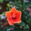 HI-TOPCOR 55MM.F1.8 +UV TOPCOR 100MM.F4+ ADAPTER TOPCOR-M39(SET)