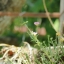 SIGMA ZOOM AF 75-300MM.F4.5-5.6 A MOUNT