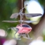 PENTACON AUTO 50MM.F1.8 MULTI COATING M42 MOUNT