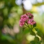 HELIOS-44M-4 58MM.F2 M42 MOUNT