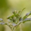 SIGMA 70-300 F4-5.6 DL MACRO PK MOUNT