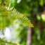 COSINA 100MM.F3.5 MC MACRO OM MOUNT