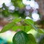 SMC PENTAX-M 50MM.F1.4 PK MOUNT