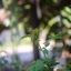 NIKON NIKKOR 50MM. F1.4 NON AI MOUNT