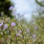 SUPER TAKUMAR 55MM.F1.8 M42 MOUNT