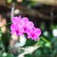 NIKON LENS SERIES E ZOOM 75-150MM.F3.5 NIKON AIS MOUNT