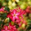 AUTO CHINON 55MM. F1.7 M42 MOUNT