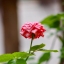 MINOLTA MC TELE ROKKOR PE 200MM. F4.5 MD MOUNT