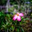 NIKON LENS SERIES E 35MM.F2.5 NIKON AIS MOUNT