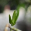 MINOLTA MC-ROKKOR-PG 50MM.F1.4 MD MOUNT