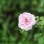 NIKON LENS SERIES E 50MM.F1.8 NIKON AIS MOUNT