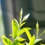PENTACON AUTO 135MM.F2.8 MC M42 MOUNT