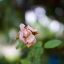 Olympus G.Zuiko Auto-S 40mm. F1.4 Pen F Mount