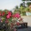 CANON LENS 50MM.F1.8 CANON M39(LTM) MOUNT