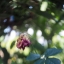 Kern paillard YVAR 36mm. F2.8