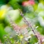 JUPITER-9 85MM.F2 M42 MOUNT