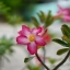 Olympus G.Zuiko Auto-S 40mm. F1.4 Pen F Mount