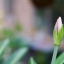 CANON LENS FL 50MM.F1.8 FL MOUNT