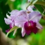 TEFNON H/D-MC ZOOM 70-210MM.F3.5 MACRO FD MOUNT