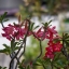 TAMRON ZOOM 95-205MM.F6.3 CANON EOS MOUNT